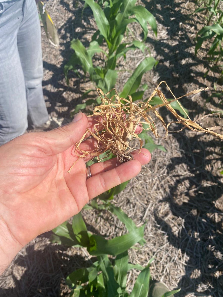 agroterrauy tweet media