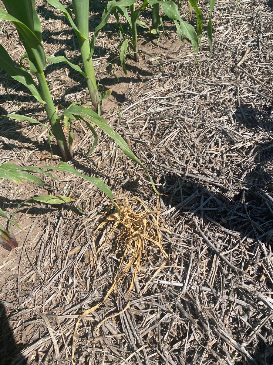 Seguimos sumando estrategias para el control de malezas en el cultivo de maíz, excelentes controles de laudis en capin 💪🏼