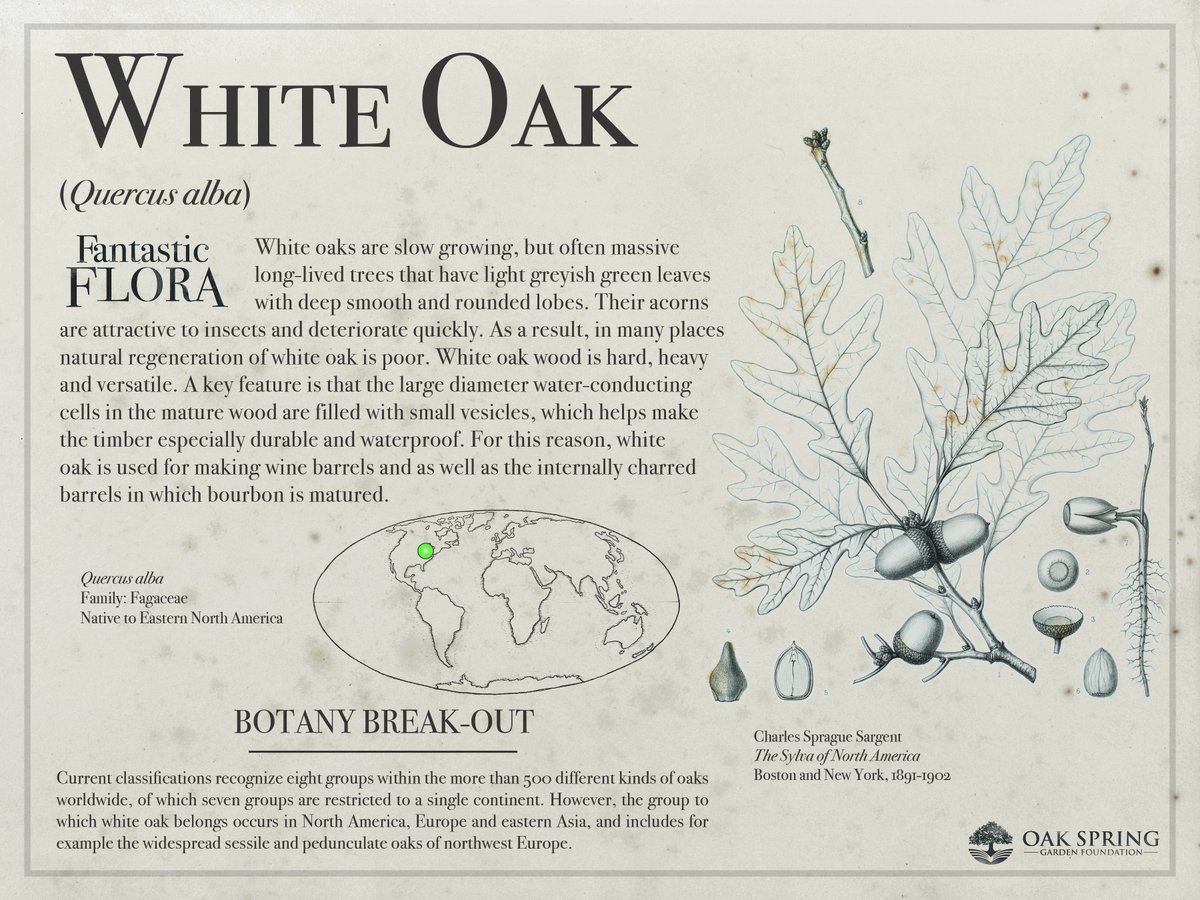 We're starting off November with #FantasticFloraFriday! Today we're highlighting a plant from the genus that gives Oak Spring its name.

For more tremendous trees, visit fantasticflora.online.