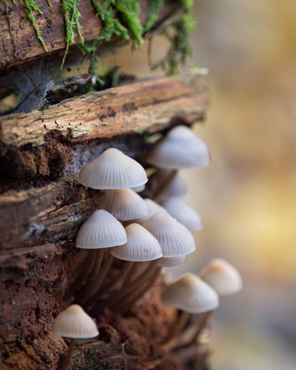 Mycena mushrooms loving life on the deadwood in Poland's stunning Białowieża Forest 🍄🌳🇵🇱

#FungiFriday #autumn #fungi #macro #Mushroom #naturelovers #nature #NatureBeauty #forest #woodlandwalk #FridayFeeling #NaturePhotography