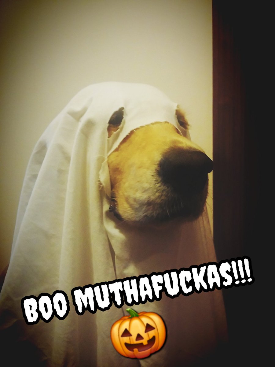 tr0nkas's tweet photo. Não é #Halloween sem me lembrar da Luna... 🥲 #8Anos https://t.co/tAOaTB2NVg