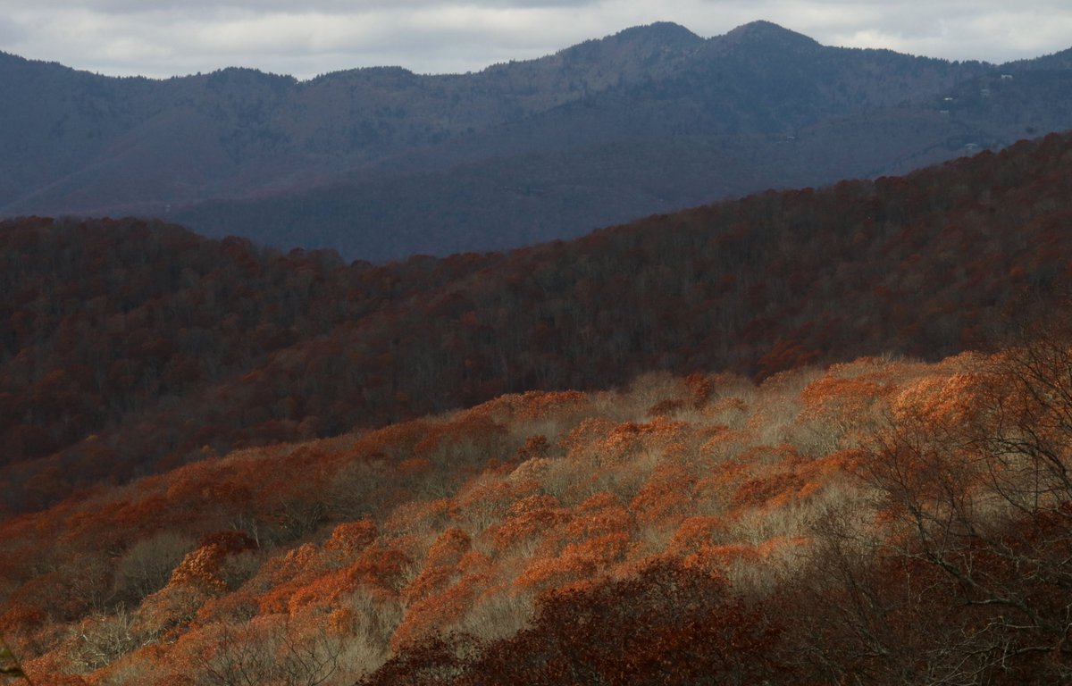 parkwaycolors's tweet photo. Oaks are currently stealing the show

#parkway #secondpeak 🍂