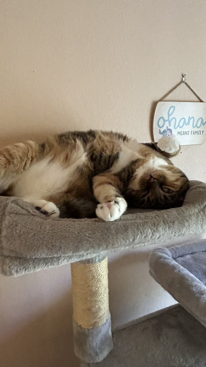 starskys_lady's tweet photo. @MissyBBBobtail Also useful for bath time and looking adorable!
Enjoy the new digs MissyFam!
πΎπΎπΎπππππππ
#catsoftwitter
#FridayFloof
#Ohana https://t.co/56jGTDPStZ
