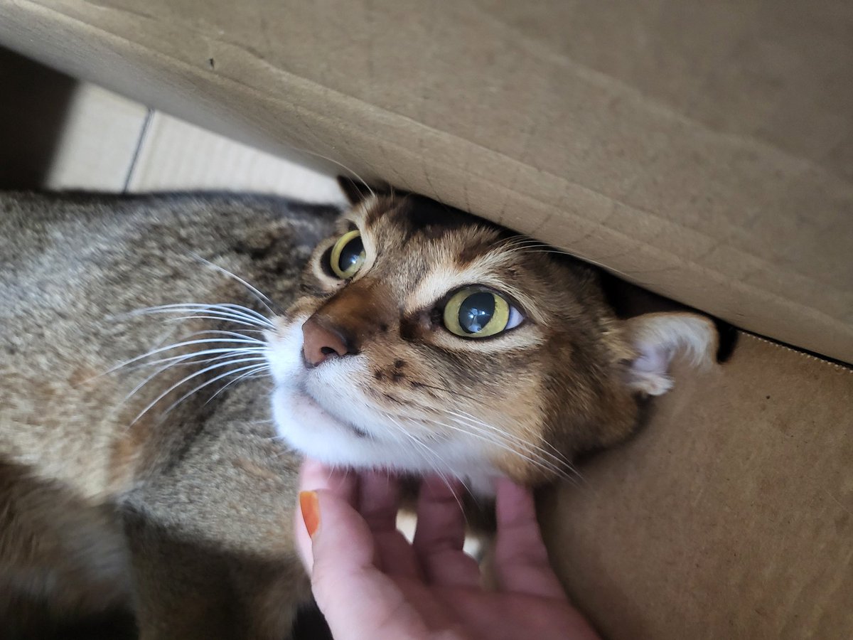 본가 다녀옴 고냥이들 건강해라ㅜㅜ♡ #요나 #노아 #냥이 #미미의시선