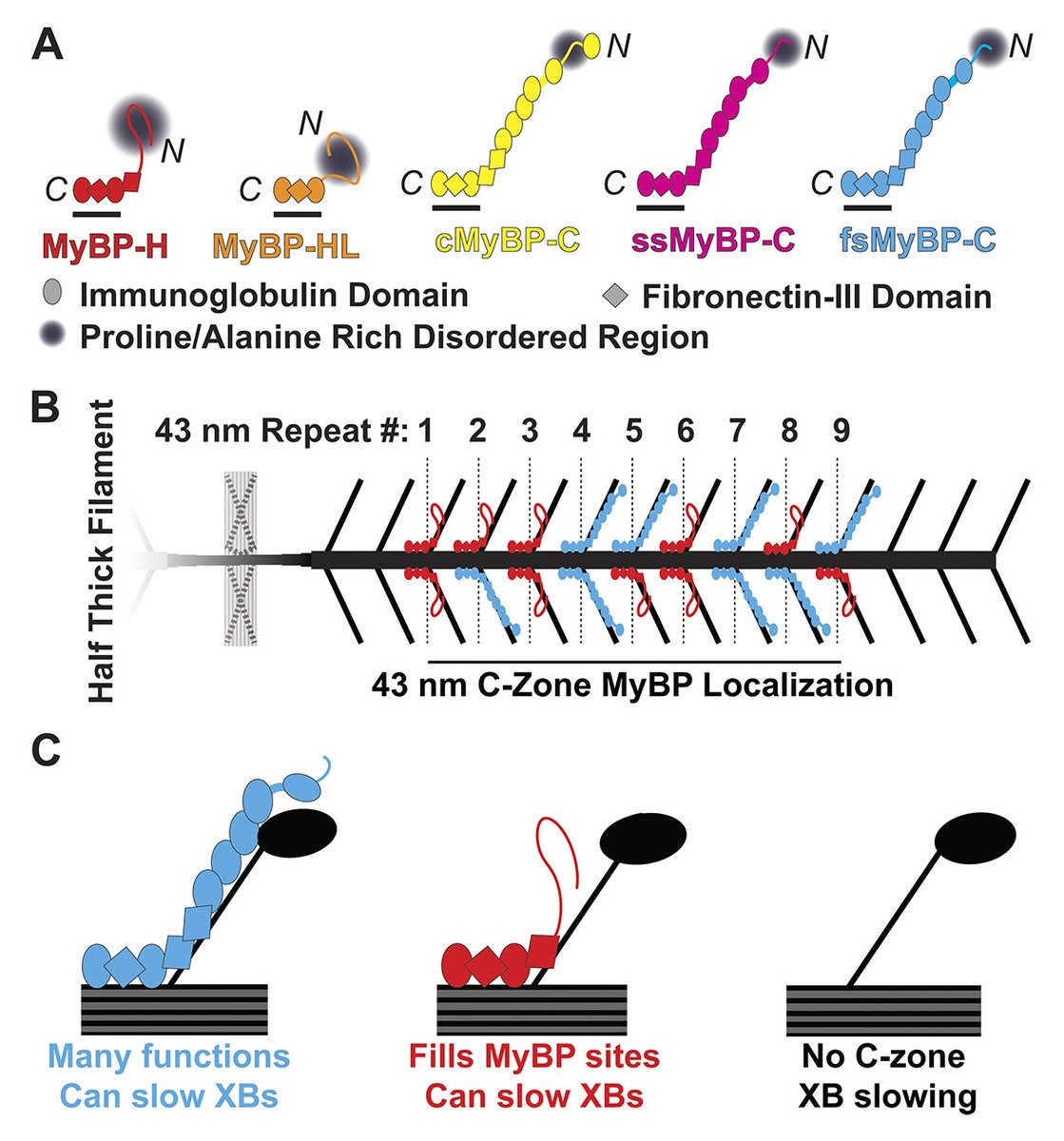 Journal of General Physiology (@jgenphysiol) on Twitter photo After decades of obscurity, we are finally gaining mechanistic insight into the function of #myosin-binding protein-H in skeletal #muscle regulation. <a href="/BarefieldD/">Dave Barefield, PhD</a> <a href="/LoyolaChicago/">Loyola University Chicago</a> provides commentary on new study from Mead et al. (hubs.la/Q02WCWdc0): hubs.la/Q02WD07h0 After decades of obscurity, we are finally gaining mechanistic insight into the function of #myosin-binding protein-H in skeletal #muscle regulation. <a href="/BarefieldD/">Dave Barefield, PhD</a> <a href="/LoyolaChicago/">Loyola University Chicago</a> provides commentary on new study from Mead et al. (hubs.la/Q02WCWdc0): hubs.la/Q02WD07h0
