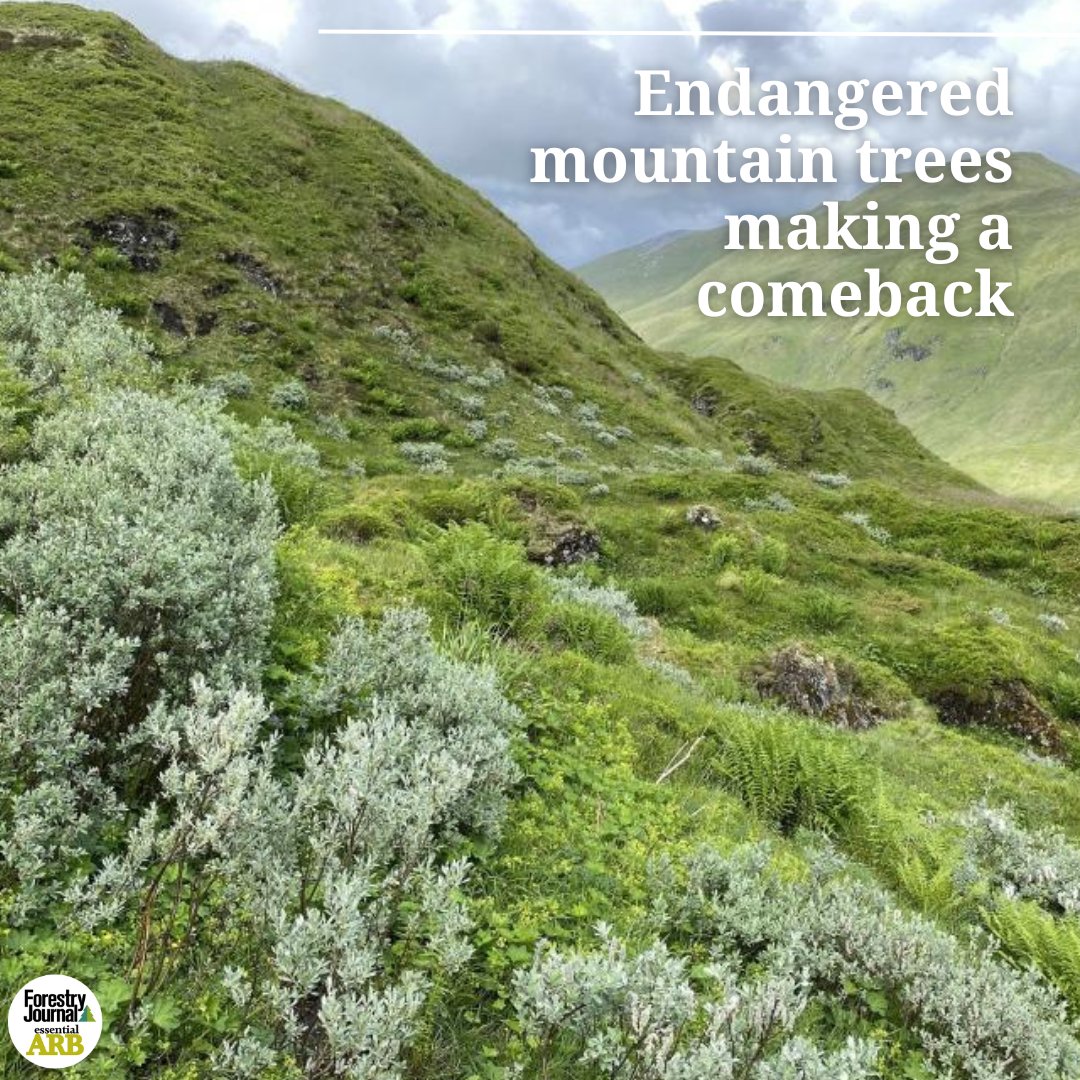 Overgrazing by deer and sheep had rendered several mountain trees and shrubs as near extinct. But a new study shows they are making a remarkable recovery. 

🔗 forestryjournal.co.uk/news/24690684.…