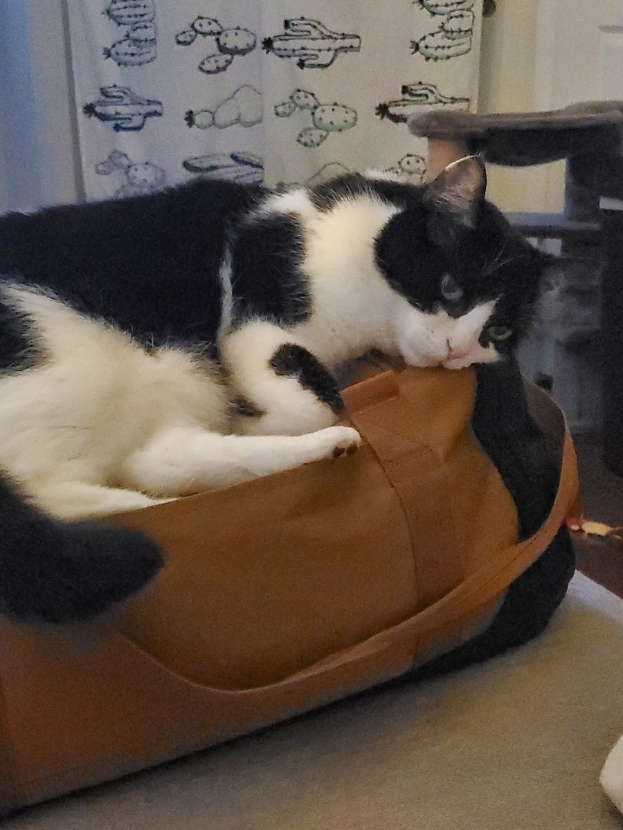 morgueline tweet media