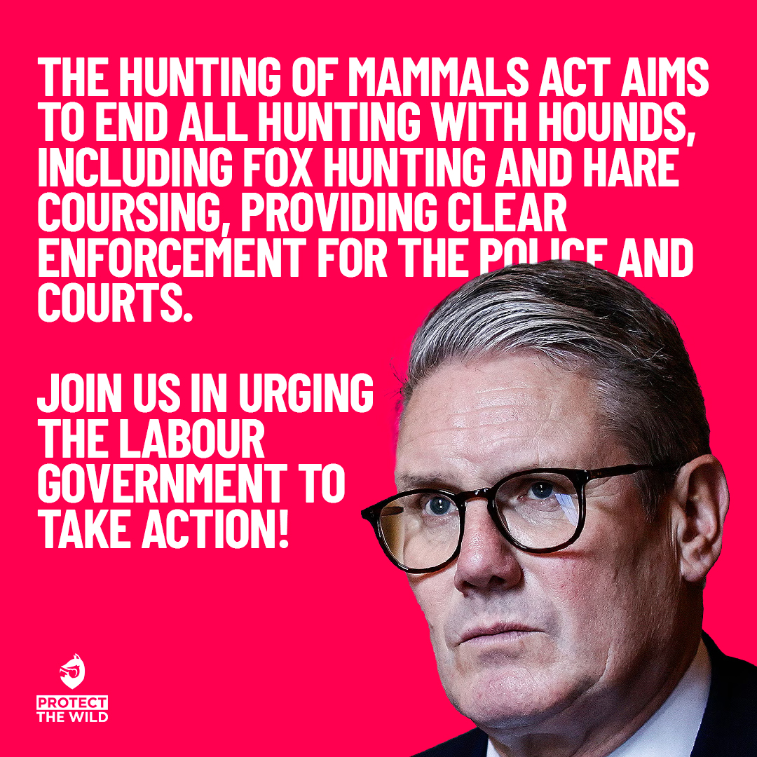 ProtectTheWild_'s tweet photo. Sign our petition for a proper ban on hunting: https://t.co/DsoK2CexGc https://t.co/JBv6hFLOOR