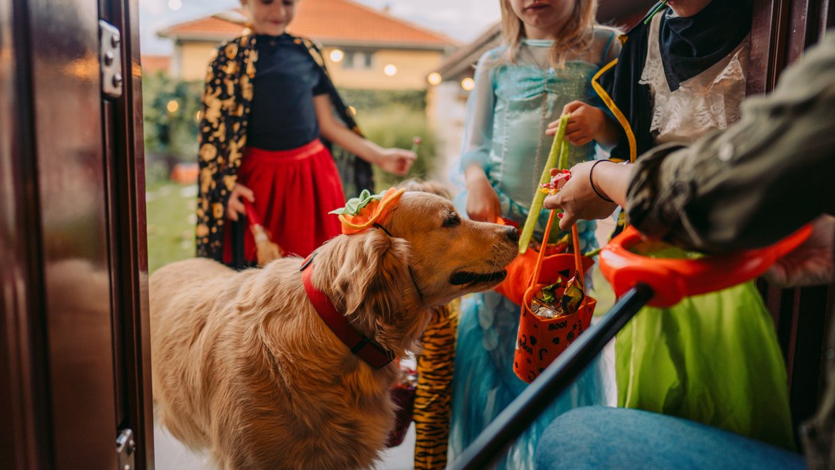 They’re already sweet enough; they don’t need any candy! Keep your pets safe  by making sure any sweets or wrappers are out of their reach. #HappyHalloween #PetSafety 🐶 🐱 🎃 🍬
