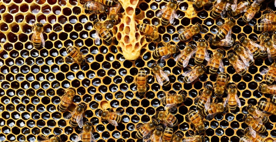 ecocolony's tweet photo. May this month be as sweet as honey, as fruitful as a beehive.

Just like bees work tirelessly for the good of the hive, may we work together for growth and purpose.

Blessed November to you all. https://t.co/D0rSo2vxNd