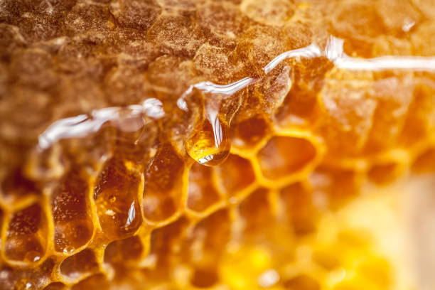 ecocolony's tweet photo. May this month be as sweet as honey, as fruitful as a beehive.

Just like bees work tirelessly for the good of the hive, may we work together for growth and purpose.

Blessed November to you all. https://t.co/D0rSo2vxNd