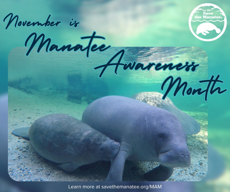 savethemanatee's tweet photo. November is #ManateeAwarenessMonth! 
Throughout the month, we will be celebrating manatees
Check our website for all of our fun content! You will also find a TOOLKIT w/ graphics and language to share throughout the month to show your support for manatees! https://t.co/uROp0tNii3 https://t.co/IS8FuAIWd2