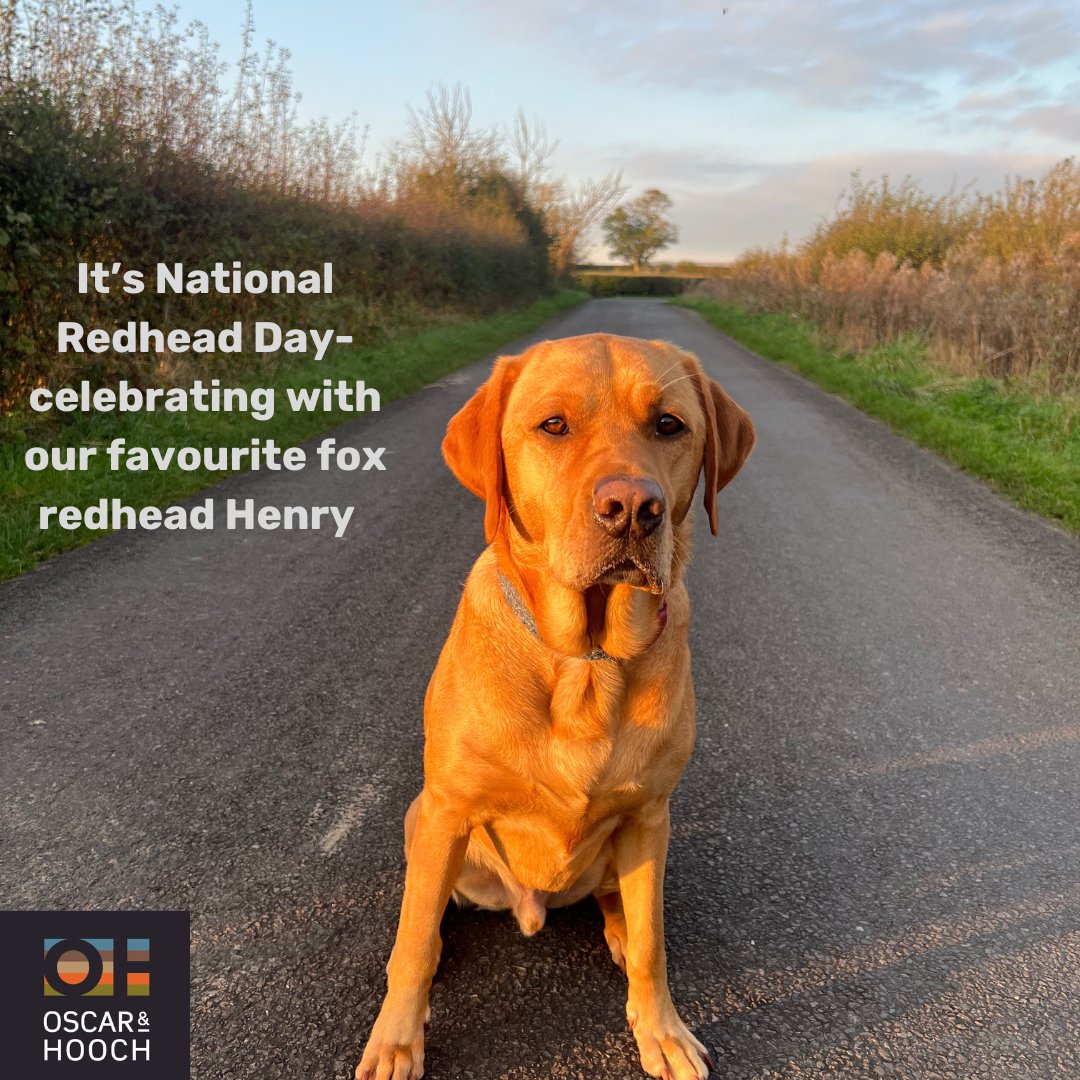 OscarHooch's tweet photo. Celebrating National Love Your Red Hair Day with Henry! https://t.co/uVLBFX6Gqa