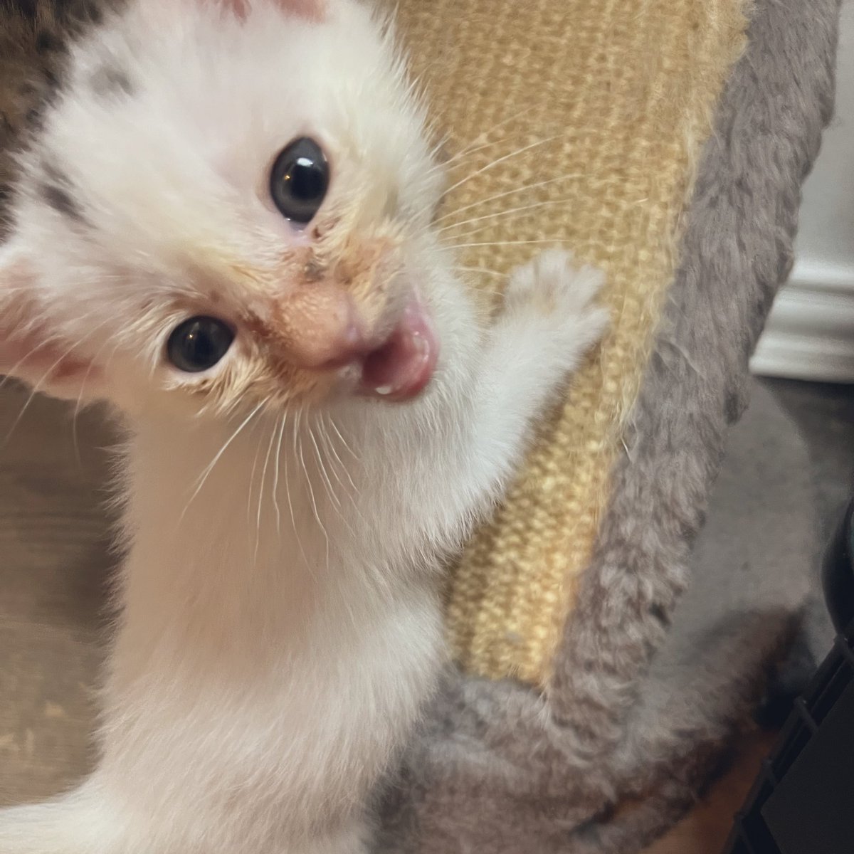 Foster_Fluff's tweet image. #Spud has so much to say. #LookAtThoseToofers #kittens #CatsOfTwitter