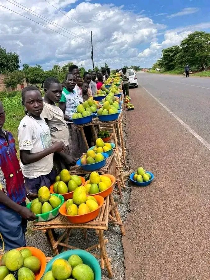 fruitrees_ug's tweet photo. Fruits play a vital role in the economy, driving agriculture, supporting jobs, and contributing to exports. They promote health and sustainability, making them essential for both local communities and global markets. Let's celebrate the economic power of fruits#Sustainability https://t.co/QSsLw8B36j