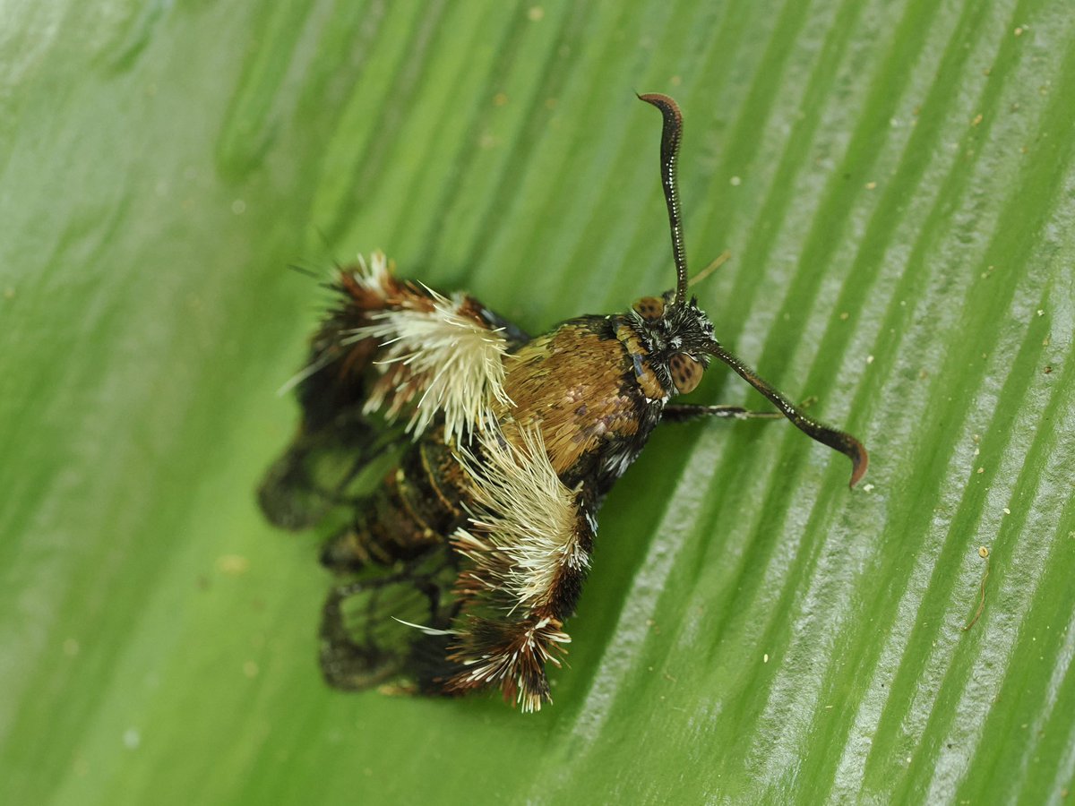Dan Brown (@danbrownnature) on Twitter photo Quite probably the weirdest moth I have ever seen… Melittia doddi (most likely) a bizarre Clearwing with rampant leg scales held out along the wing presumably to provide disruptive camo! Utterly amazing. Found in Cairns Botanic Garden today #Lepidoptera #MothsMatter <a href="/cairnscity/">Cairns Australia</a> Quite probably the weirdest moth I have ever seen… Melittia doddi (most likely) a bizarre Clearwing with rampant leg scales held out along the wing presumably to provide disruptive camo! Utterly amazing. Found in Cairns Botanic Garden today #Lepidoptera #MothsMatter <a href="/cairnscity/">Cairns Australia</a>