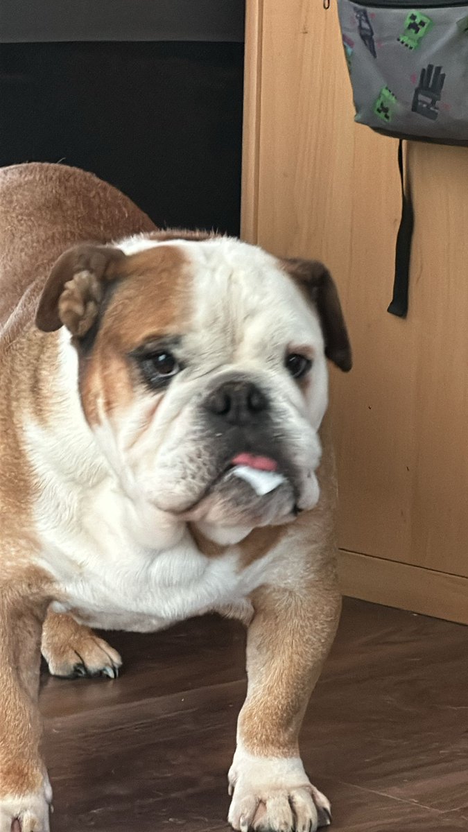 Feiertagspuppychino!!