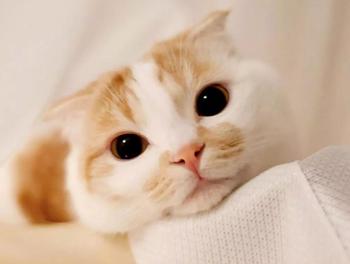 radhika_dev0's tweet photo. Considering homemade cat food? Balance is key. Opt for chicken, add fibers like peas, and stick to vet-recommended vitamin supplements. Avoid too many egg yolks and risky meats like pork to keep your cat healthy. 🐱🥘 #CatFood #PetHealth https://t.co/ITyK1AvV7j