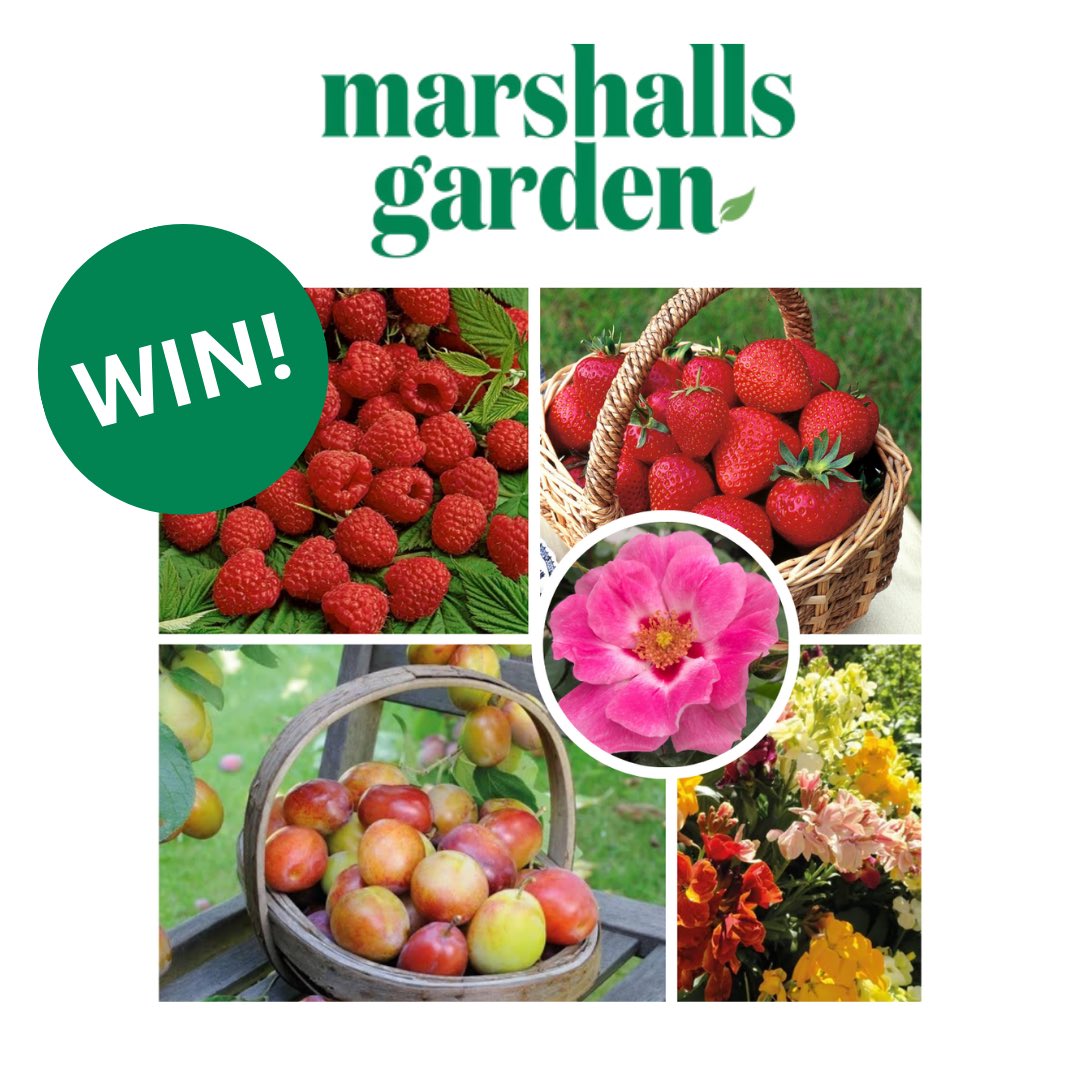 allotmentonline's tweet photo. ๐WINNER ANNOUNCED!๐
Thank you to all those who entered and to @marshallsgardn for this amazing prize!
Find out who won on the link:
https://t.co/QMr0Qz45x1
And look out for more exciting competition news later! ๐คฉ
#win #competition #bareroots https://t.co/4ng1ZloQoT