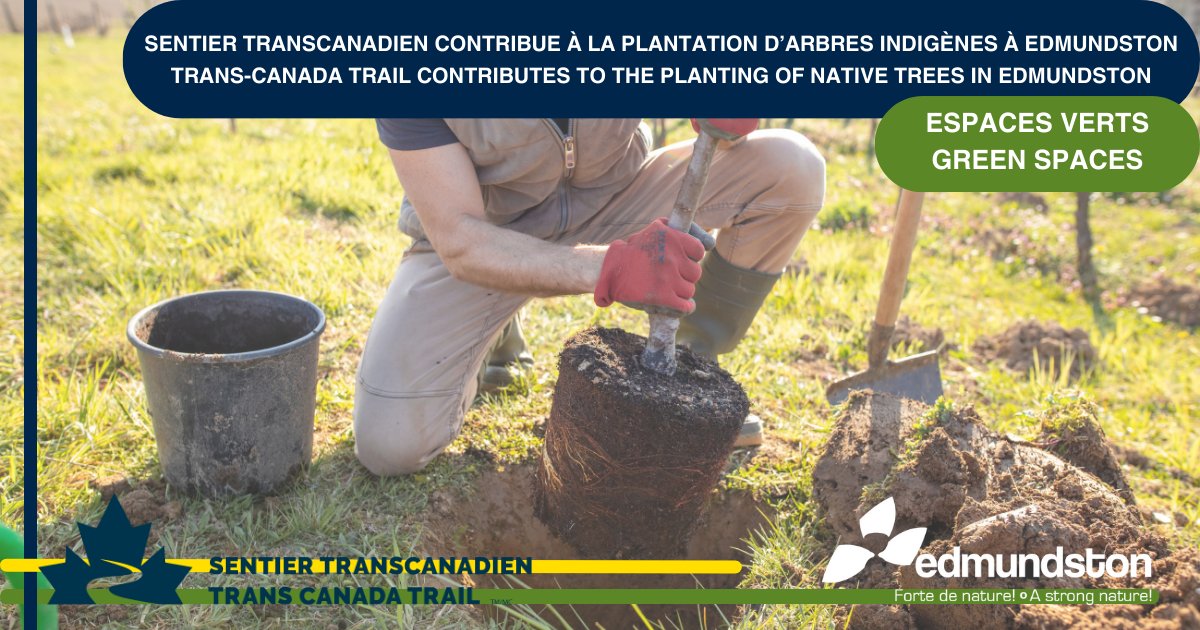 La Ville d'#Edmundston plante près de 200 arbres sur le territoire municipal grâce à une contribution financière de @SentierTranscanadien
----
The City of Edmundston plants close to 200 trees on municipal territory thanks to a financial contribution from @transcanadatrail
