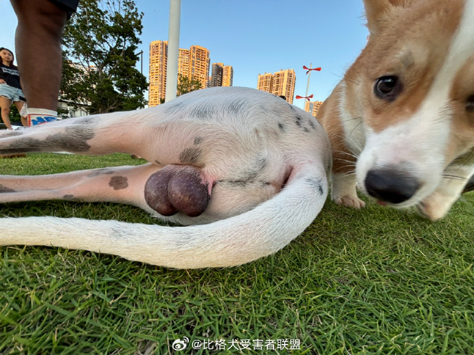 狗肉拌饭 tweet media
