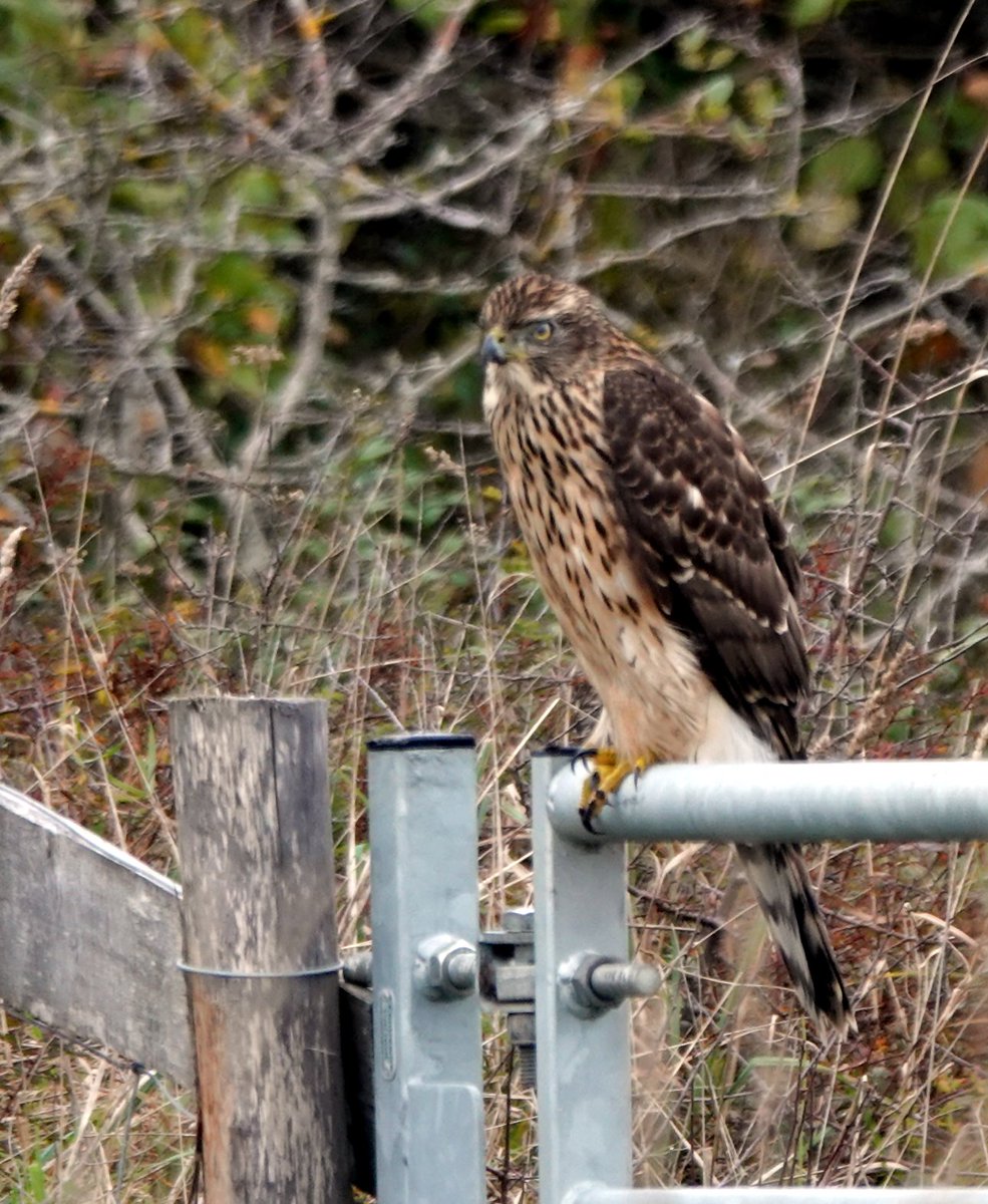 I'm assuming that this absolute beast of a juvenile female Northern Goshawk at Kenfig Pool is the same bird as seen by @MikeCram5 yesterday on the nearby golf course. It was fairly approachable on the three occasions I saw it this morning and never flew far when it did move.