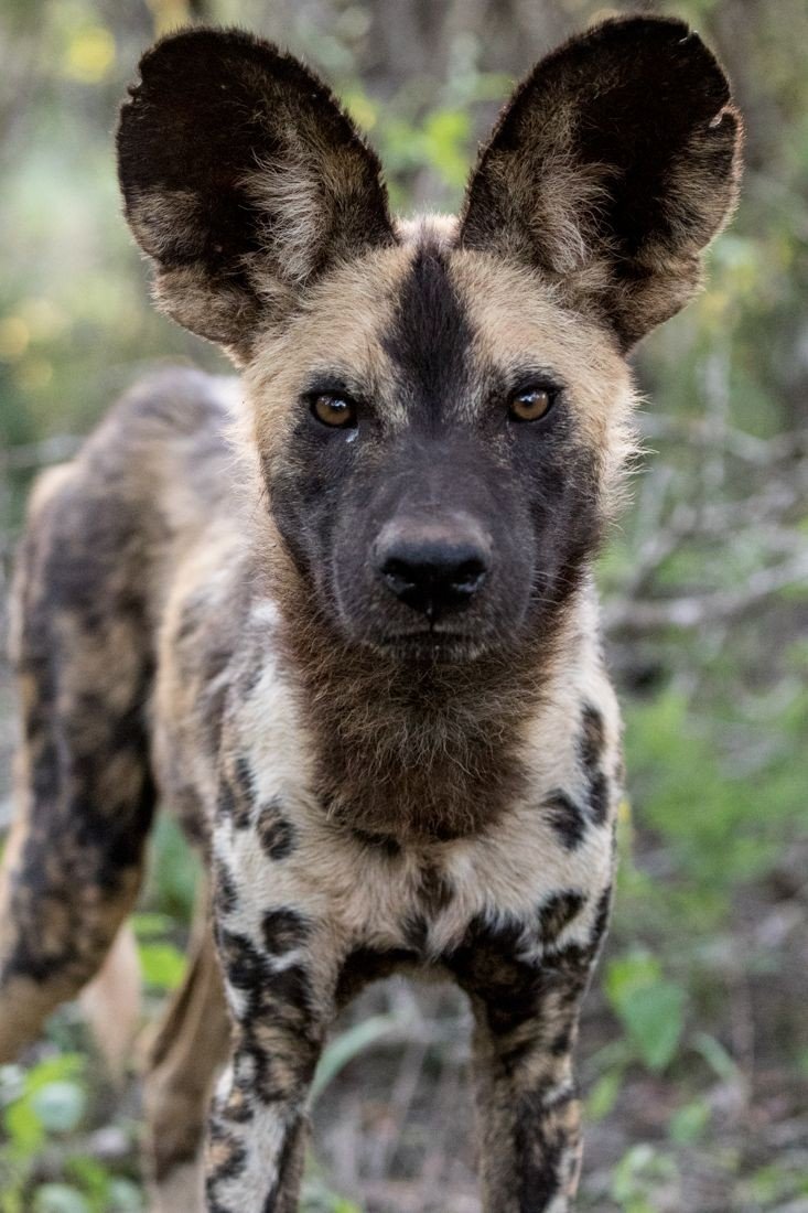 Stemstory's tweet photo. A portrait of an African wild dog, showcasing its unique and beautiful coat pattern.
#africanwilddog #paintedwolf #wildlife #conservation #endangeredspecies #africa #safari #wildlifephotography https://t.co/Nqp8uf1RIG