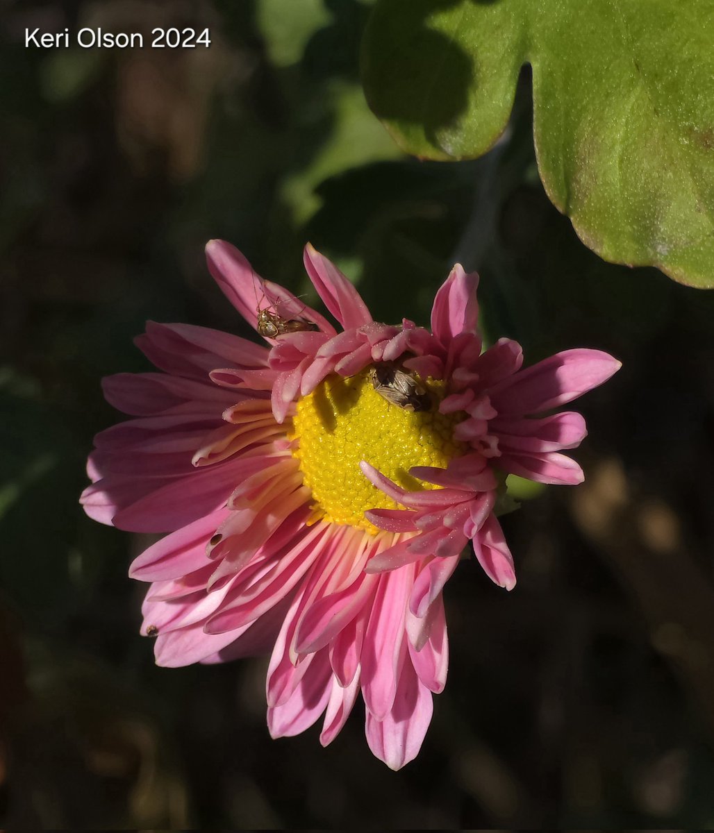 Keri_Olson's tweet photo. Happy Friday! Happy November! #Friday #November #flowerphotography #JoyTrain https://t.co/s0JRWLYkTD