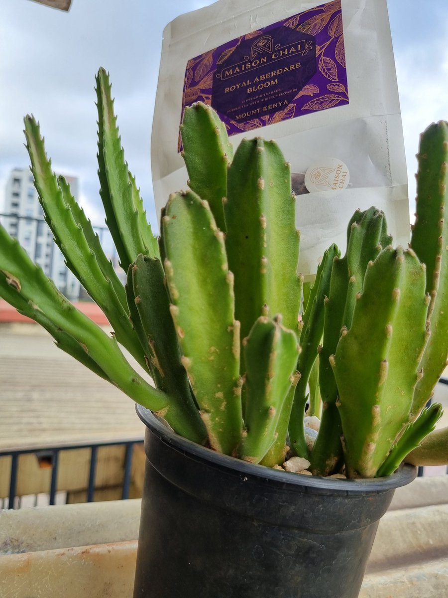 They won't believe kuniona Na my cactus Na a packet of <a href="/maisonchailtd/">Maison Chai</a> kwa offices za <a href="/RunytExpress/">Runyt Express LTD</a> 🤭😂😂