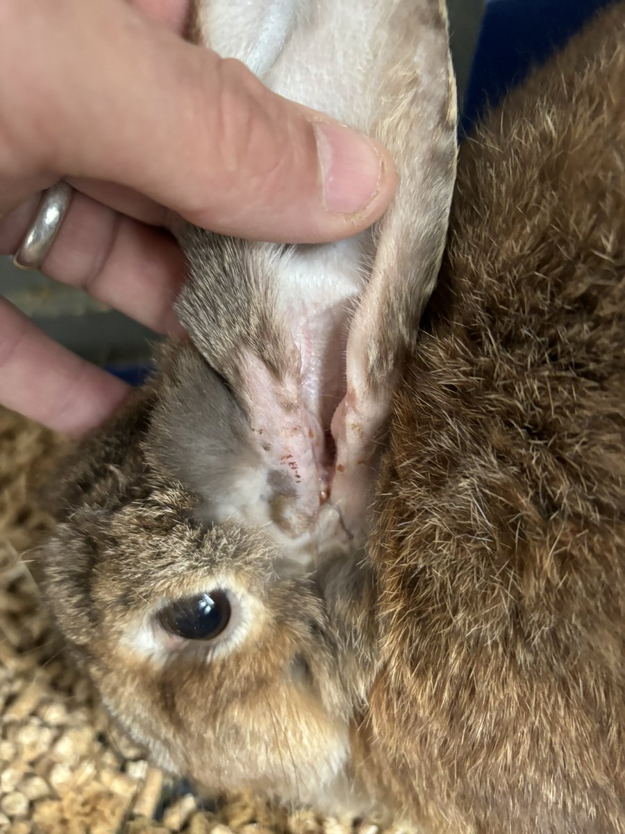 carrotcottagerr's tweet photo. Faye is doing so well!!! Her ear is healing beautifully!! Iv attached her other ear pic so you can see the difference and what’s been done. This was possible because of your kindness and generosity!! She’s ready for ear 2 but we need to raise £1200 for it and I cannot book her in until we do. 😍😍

https://t.co/qpi9QRU9XI