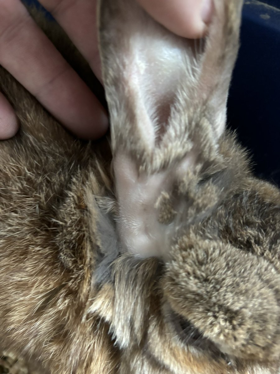 carrotcottagerr's tweet photo. Faye is doing so well!!! Her ear is healing beautifully!! Iv attached her other ear pic so you can see the difference and what’s been done. This was possible because of your kindness and generosity!! She’s ready for ear 2 but we need to raise £1200 for it and I cannot book her in until we do. 😍😍

https://t.co/qpi9QRU9XI