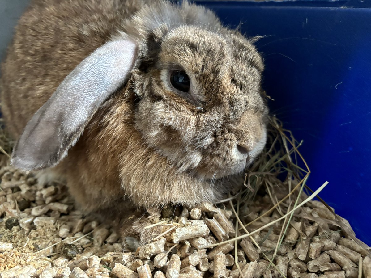 carrotcottagerr's tweet photo. Faye is doing so well!!! Her ear is healing beautifully!! Iv attached her other ear pic so you can see the difference and what’s been done. This was possible because of your kindness and generosity!! She’s ready for ear 2 but we need to raise £1200 for it and I cannot book her in until we do. 😍😍

https://t.co/qpi9QRU9XI