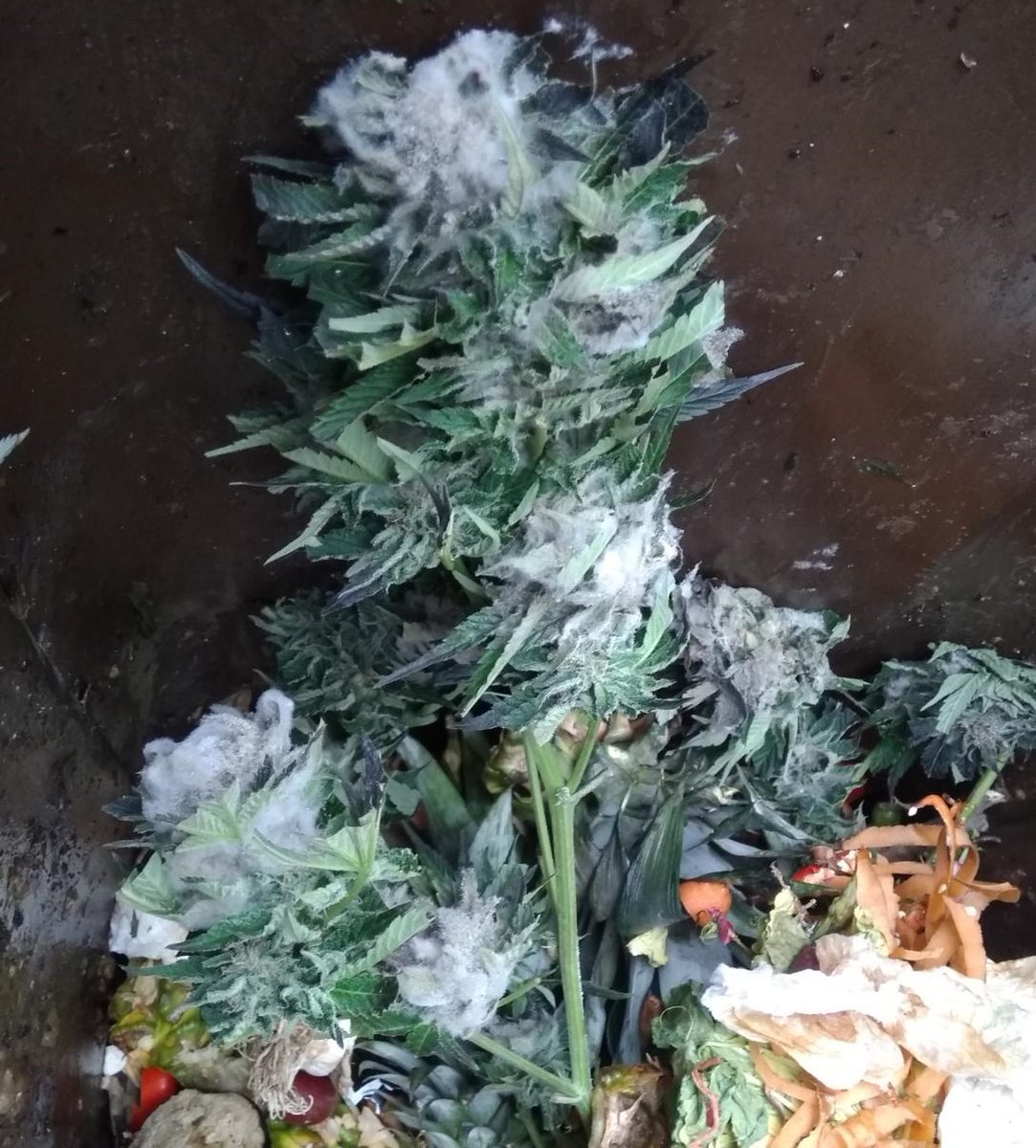 R.I.P - beerdigt in der Biotonne :-(