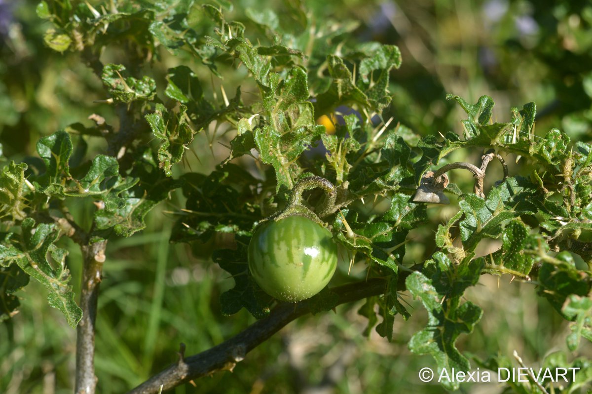 In Afrikaans, it's called the Satan's bush 😈 Meet the silver-leaf nightshade (Solanum elaeagnifolium) ! 🧛‍♂️
This invasive weed is poisonous, can regenerate itself from fragments and is unpalatable for most animals 😱
Check it online 👉 shorturl.at/4xCbN