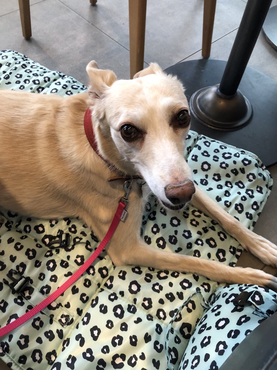 I am in the coffee shop with mummy and daddy. Daddy is getting me a treat yum