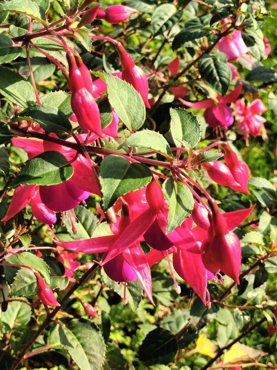 October rainfall here at Shadoxhurst was 103mm.