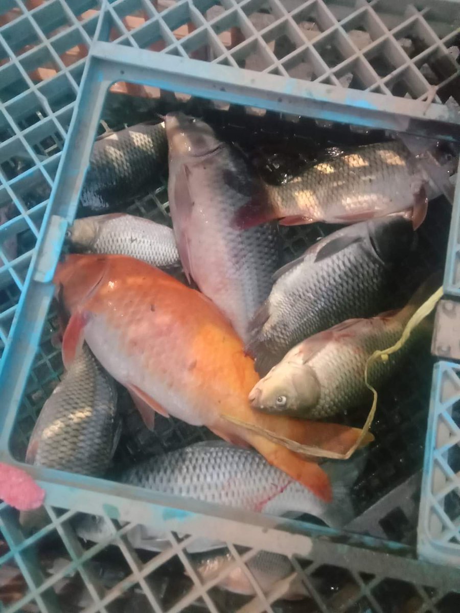 nin_rika's tweet photo. Rabu 2/10/24, Rika Wahyu M.N, PPB Lebong, Pokdakan Queen Amanah, Ds Talang Liak l, Kec.Bingin Kuning,mendampingi panen Ikan Mas, teknologi sederhana kolam Tradisional, sebanyak 45kg, luas kolam17m2, size 6-8ekor/kg harga Rp.28.000kg
#GiatLuhkanSatminkalBRPPUPP  
#luhlapor
#Lebong https://t.co/T7arIHbUzT