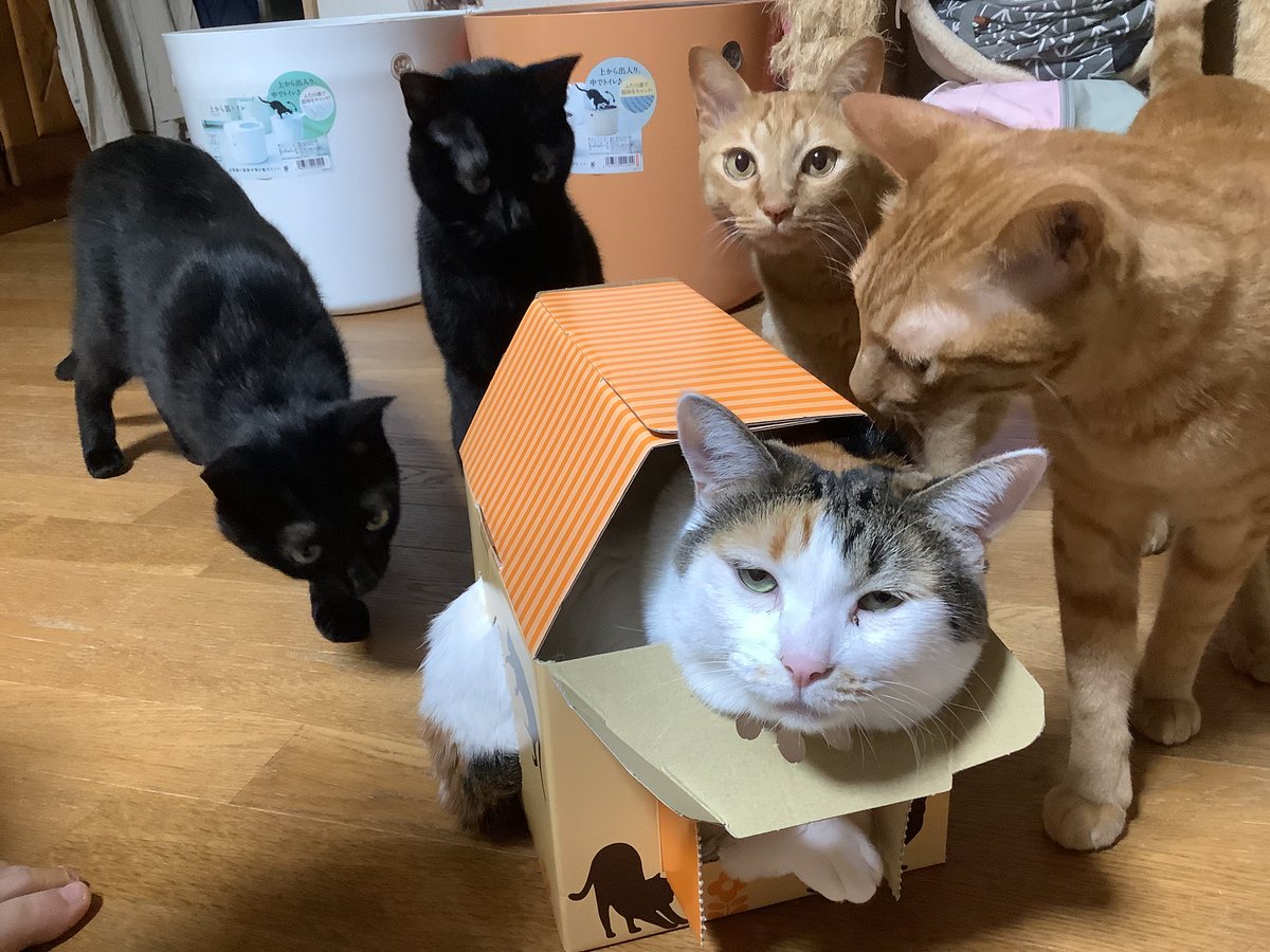 katabami_cat's tweet photo. ちゃこちゃん、流石に狭すぎると思うのだが……😳
きっとみんな思ってるよ😆
#保護猫 #猫のいる暮らし https://t.co/yXIkHxmjec