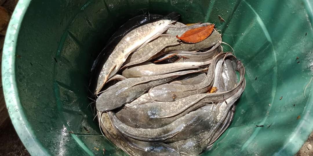 nin_rika's tweet photo. Selasa 8/10/24, Rika Wahyu M.N, PPB Lebong, Pokdakan Matai Biyoa, Ds Talang Liakl, Kec.Bingin Kuning,mendampingi panen Ikan Lele, teknologi sederhana kolam Tradisional, sebanyak 35kg,luas kolam 10m2, size 6-7ekor/kgharga Rp.25.000kg
#GiatLuhkanSatminkalBRPPUPP  
#luhlapor
#Lebong https://t.co/vEYkbwrS7s
