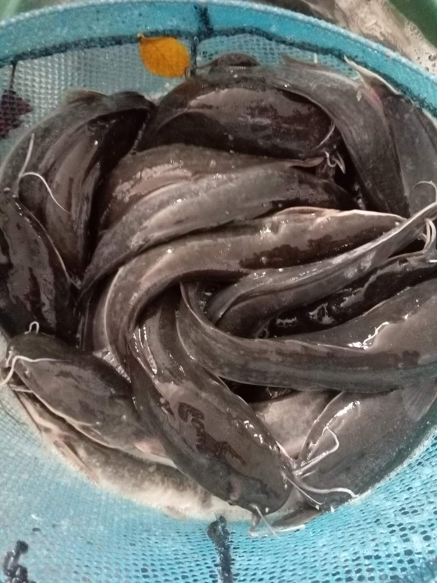 nin_rika's tweet photo. Selasa 8/10/24, Rika Wahyu M.N, PPB Lebong, Pokdakan Matai Biyoa, Ds Talang Liakl, Kec.Bingin Kuning,mendampingi panen Ikan Lele, teknologi sederhana kolam Tradisional, sebanyak 35kg,luas kolam 10m2, size 6-7ekor/kgharga Rp.25.000kg
#GiatLuhkanSatminkalBRPPUPP  
#luhlapor
#Lebong https://t.co/vEYkbwrS7s