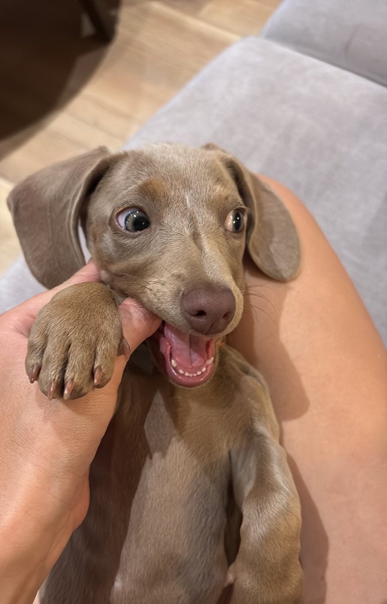 Tamifunes93's tweet photo. Cara de salchiloca 🤪 https://t.co/RL600bVKmx