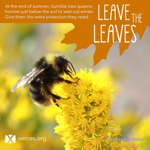 Pollinator_NN's tweet photo. At the end of summer, bumble bee queens burrow just below the soil to wait out winter. Leave the Leaves to give them the extra protection they need!

They are also one of the first pollinators to emerge in the spring -make sure they have early blooming flowers to get their energy https://t.co/XD0UlGqeeB