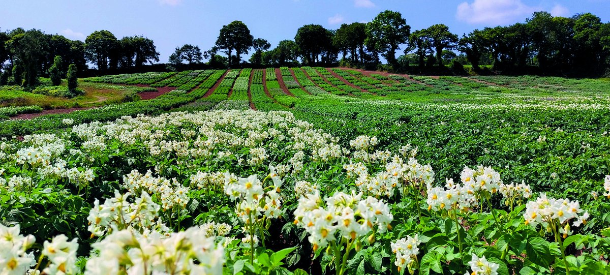 Germicopa breeding is working on resistance to blight, virus, and new diseases occurring with climate changes. 'In the meantime, quality traits must not be forgotten.' 
Read more in our Potato Variety Days ebook: hubs.ly/Q02Wkf3Z0 #PotatoVarietyDays24 #germicopa