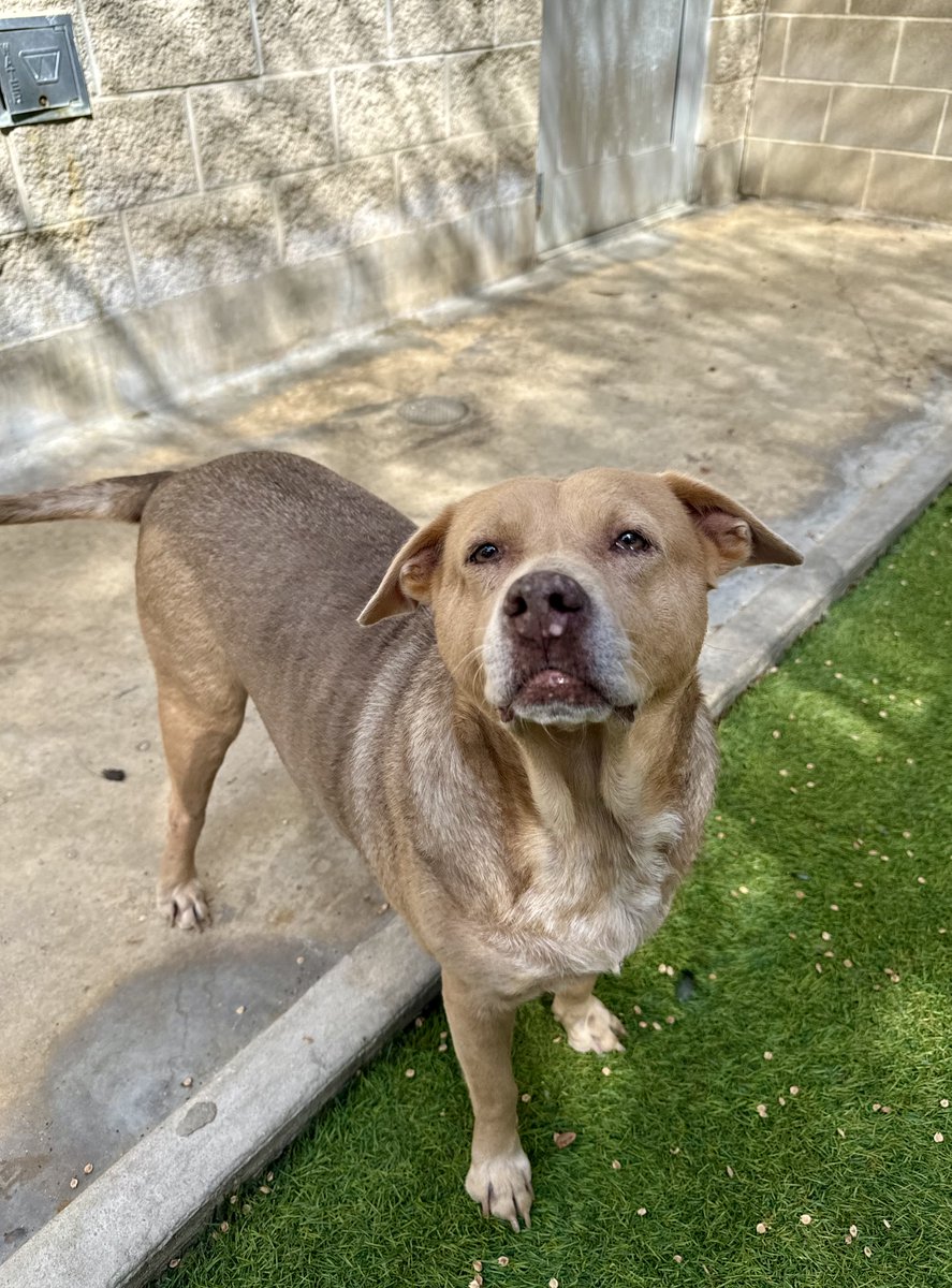 SA Humane Society tweet media