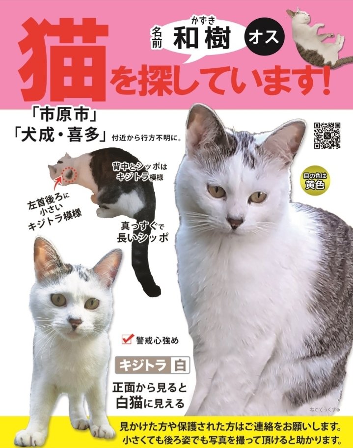 DSB8coSDfuHJv28's tweet photo. 見かけたら追いかけずにご連絡をお願いします。

可能でしたら小さくても後ろ姿でも写真を撮っていただけると助かります。
#迷い猫 #迷子猫 #キジトラ白 #猫
#キジ白 #キジシロ #保護 #ねこ
#千葉県 #千葉 #市原市 #市原
#犬成 #喜多 #湿津 #長柄町 #長柄　 
ペットのきもち▶️
https://t.co/7PfmhAUA2r https://t.co/8JGFLljYPz