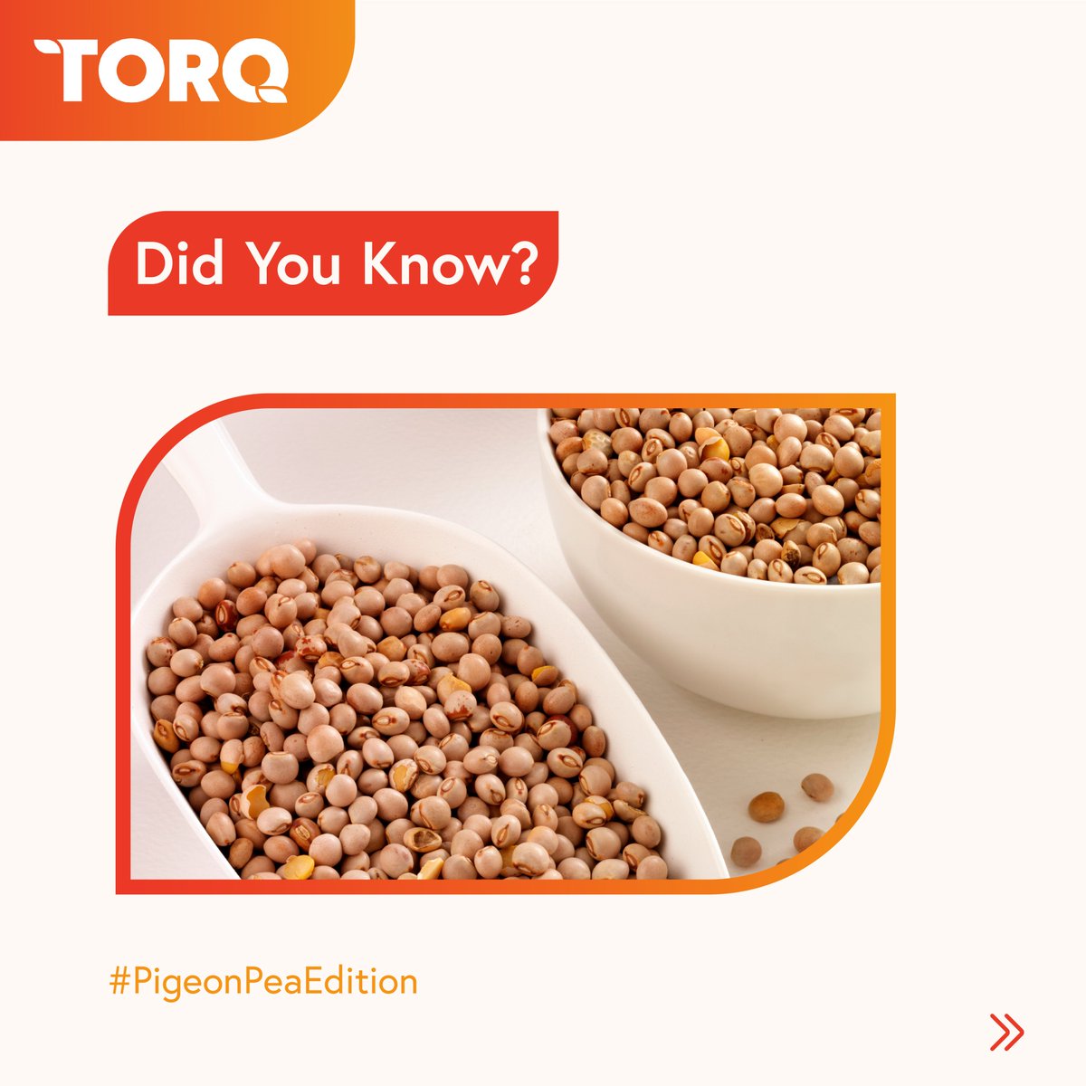 CommoditiesTorq's tweet photo. Find some facts about pigeon peas in the illustrations here!
For more commodity-based insights, follow us at Torq Commodities
#torqcommodities #pigeonpeas #commodityinfocus #logistics #supplychainmanagement #trade https://t.co/0ibhpbMFyc