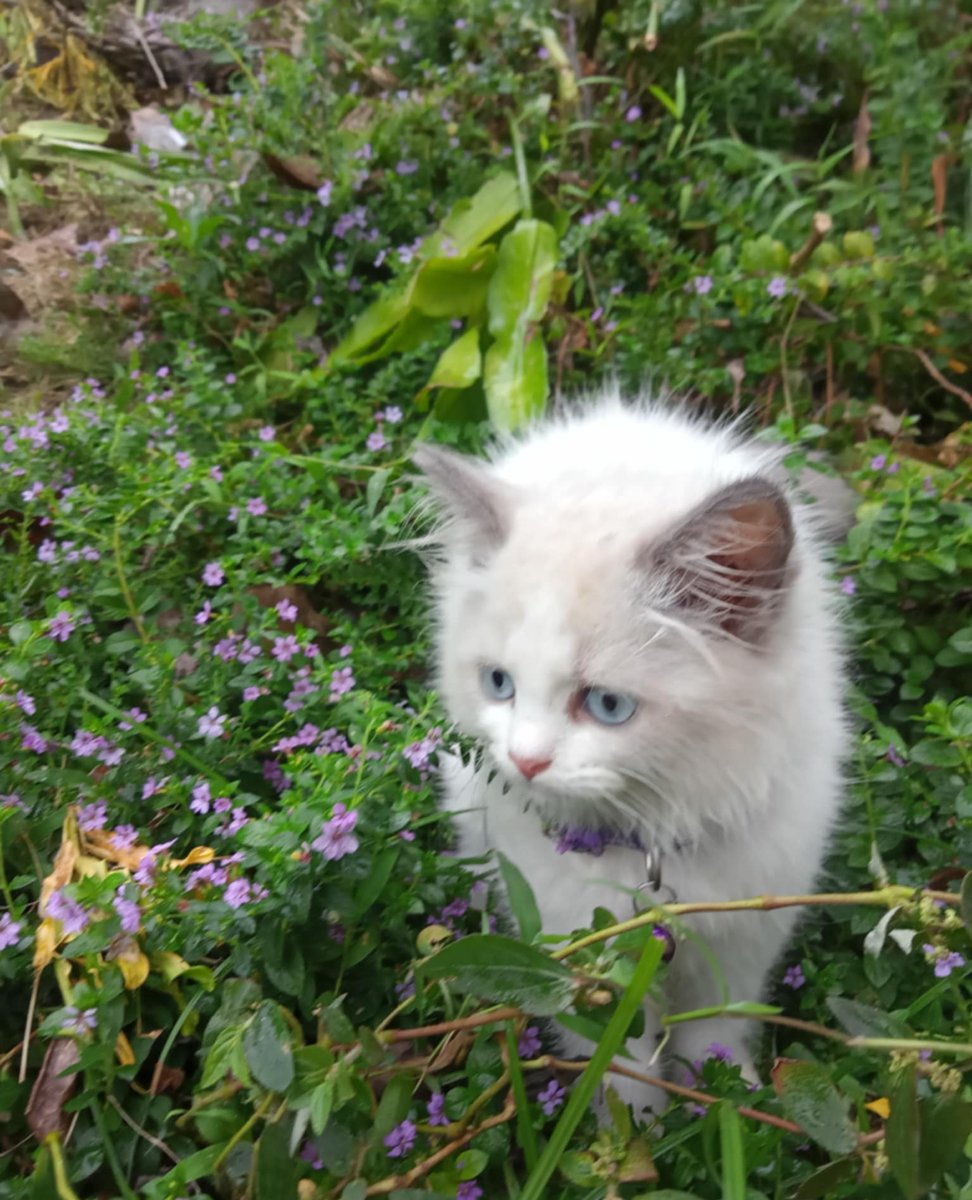 Autumnlibrian's tweet photo. My baby mutchie🤍🤍🤍🐈 https://t.co/lHna0Ie7xS