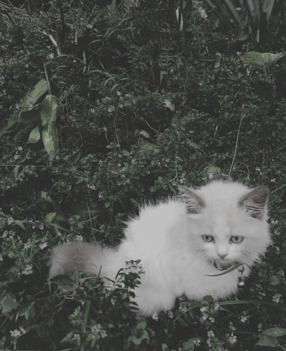 Autumnlibrian's tweet photo. My baby mutchie🤍🤍🤍🐈 https://t.co/lHna0Ie7xS