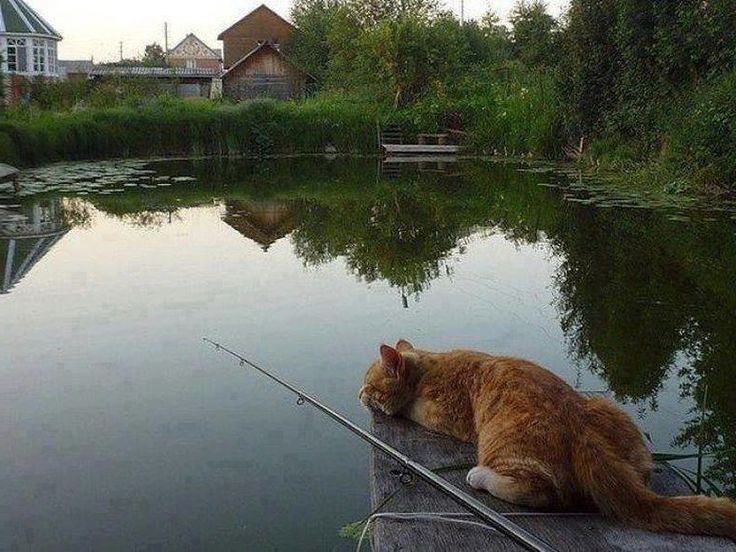 aishiteryun's tweet photo. wonjake few tweets au

ketika jungwon ikut kak jaeyun memancing bersama teman-temannya (ft. ssogariz) 

hybrid!jw x human!jk https://t.co/Isqv3MnuWB