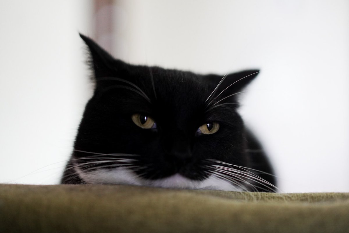 I'm Uni :3 tweet media